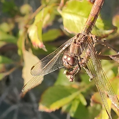 Trithemis annulata