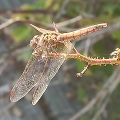 Trithemis annulata
