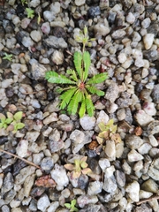Biophytum sensitivum