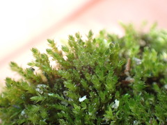 Bryopsida