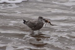 Larus argentatus