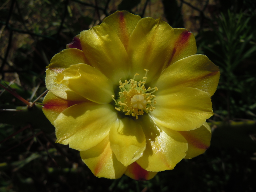 Opuntia monacantha — an easy houseplant, prefers full sun light