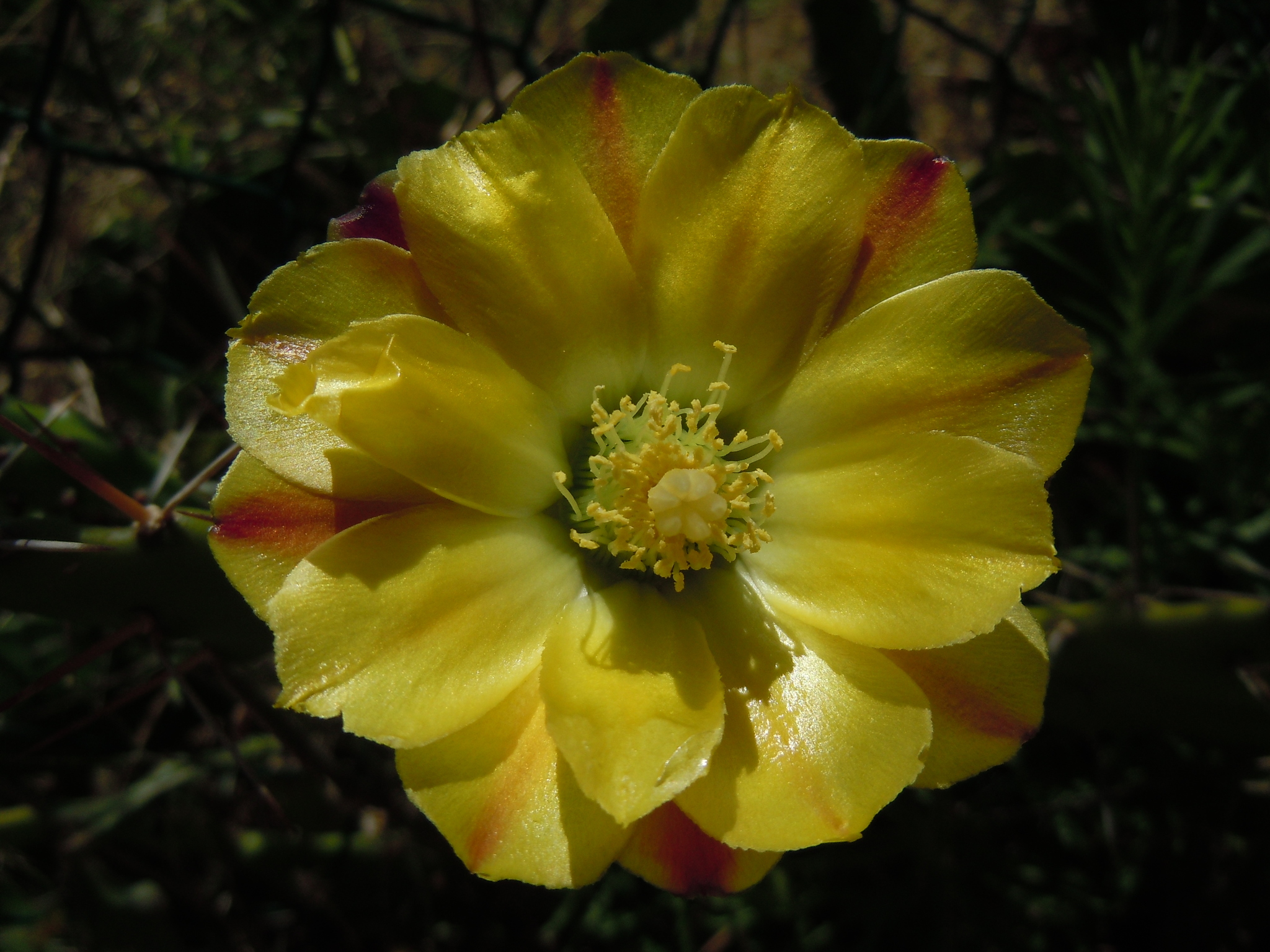 Opuntia monacantha