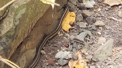 Thamnophis sirtalis
