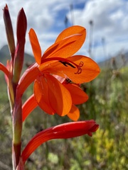 Watsonia coccinea