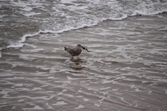 Larus argentatus