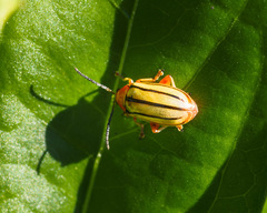 Disonycha quinquelineata