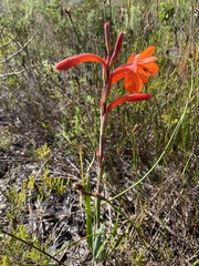 Watsonia coccinea