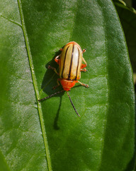 Disonycha quinquelineata