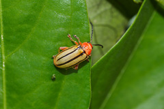 Disonycha quinquelineata