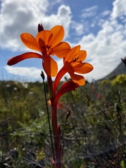 Watsonia coccinea