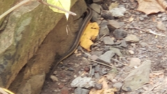 Thamnophis sirtalis