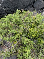 Juniperus brevifolia