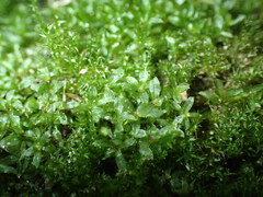 Mnium hornum