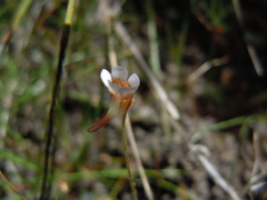 Pinguicula lusitanica