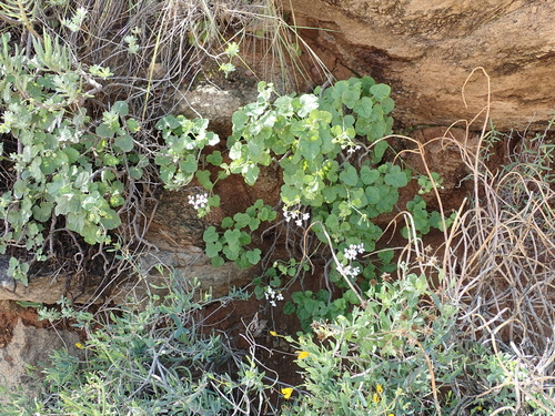 Image of Pelargonium echinatum by no rights reserved