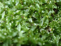 Mnium hornum