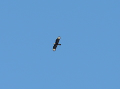 Caracara plancus