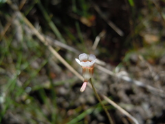 Pinguicula lusitanica