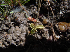 Pinguicula lusitanica