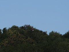 Caracara plancus