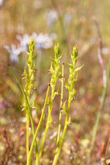 Prasophyllum gracile