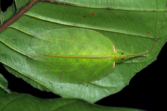 Chondroderella borneensis