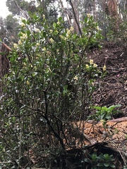 Palicourea boqueronensis