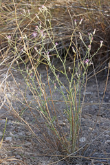 Centaurea virgata squarrosa