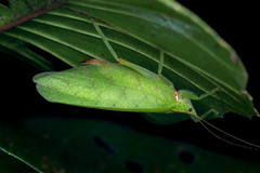 Chondroderella borneensis
