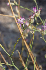 Centaurea virgata squarrosa
