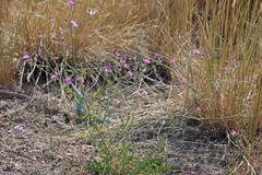 Centaurea virgata squarrosa