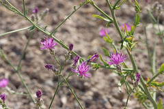 Centaurea virgata squarrosa