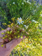 Gutierrezia gilliesii