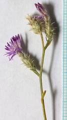 Centaurea virgata squarrosa