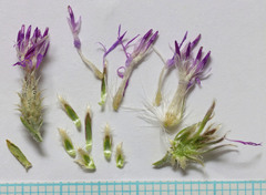 Centaurea virgata squarrosa