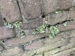 Asplenium ruta-muraria