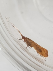 Limnephilus flavicornis