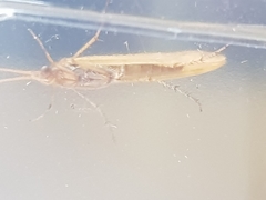 Limnephilus flavicornis