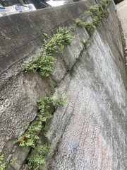Asplenium ruta-muraria