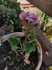 Pelargonium