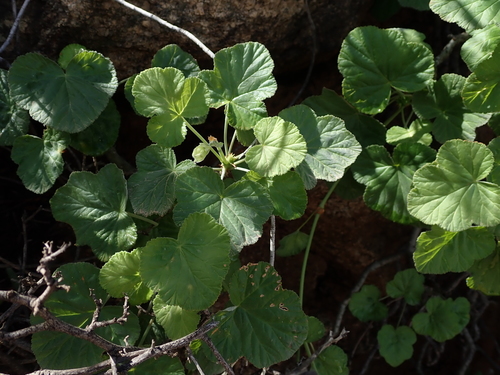Image of Pelargonium echinatum by no rights reserved