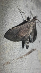 Almonia