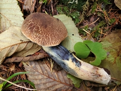 Xerocomellus rainisiae