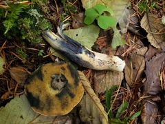 Xerocomellus rainisiae