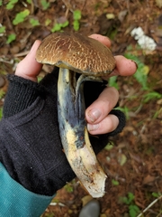 Xerocomellus rainisiae