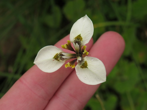 Image of Moraea tricuspidata by (c) Jeremy Gilmore, some rights reserved (CC BY)