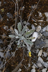 Physaria arctica