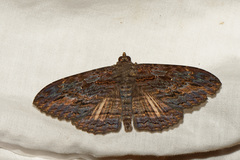 Anisoneura salebrosa
