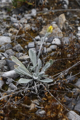 Physaria arctica